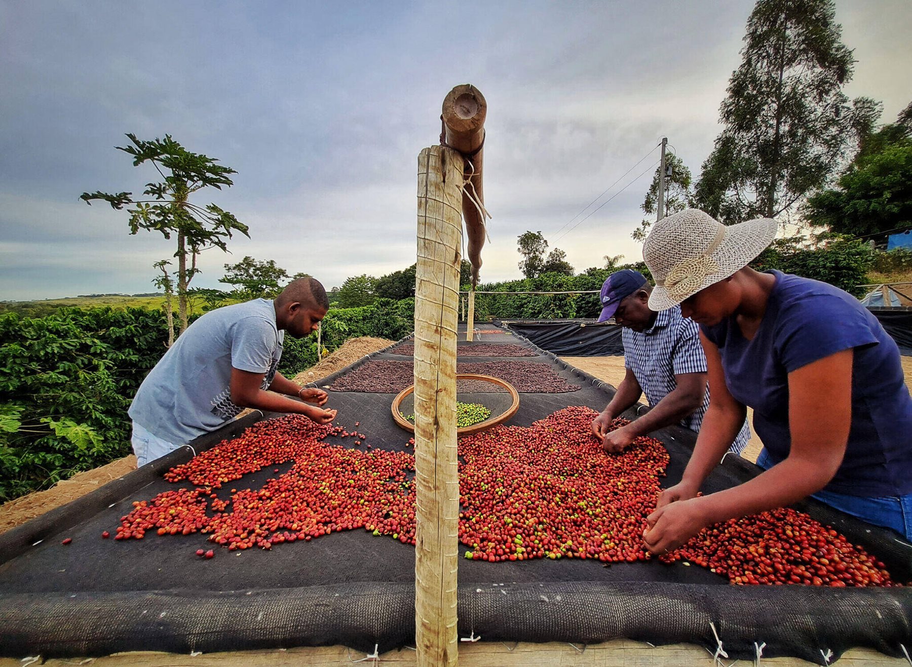 Brazil deals coffee beans