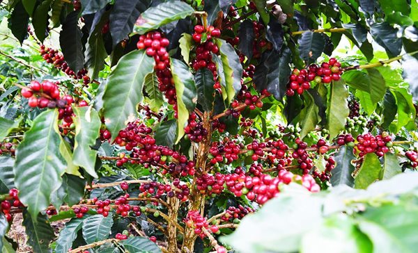 Colombia's GCC moves closer to becoming world’s largest arabica coffee ...